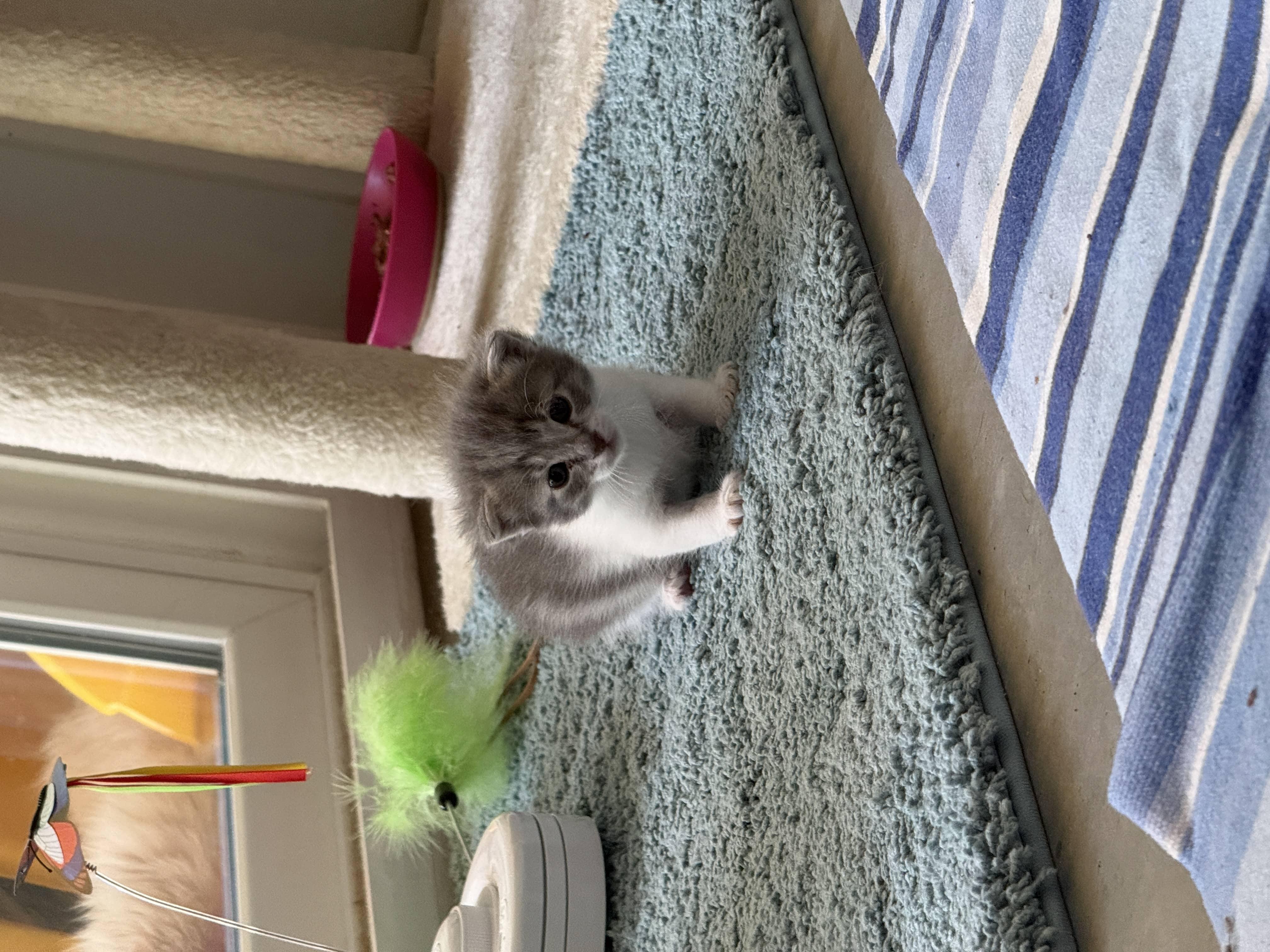 kittyyyy